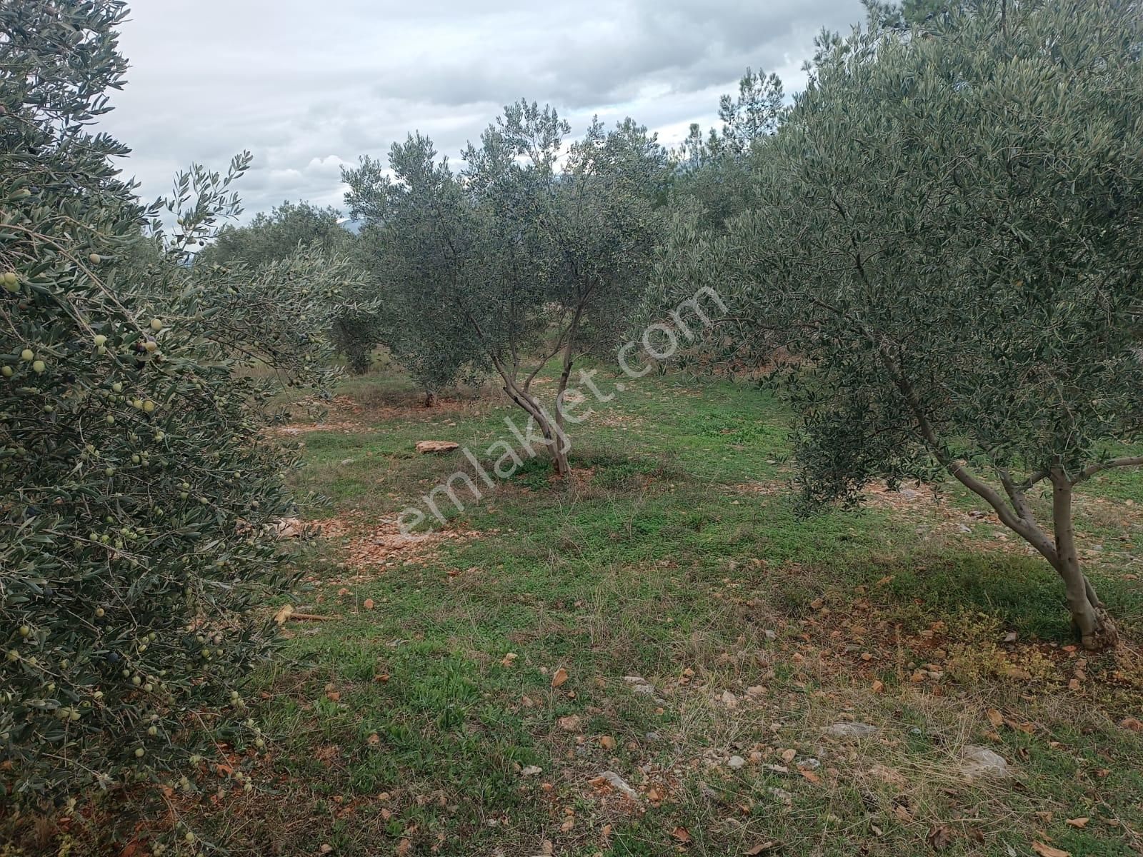 Muğla Menteşe Dağdibinde 27 Dönüm İçinde Evi Olan Tarla...acil - Görsel 6