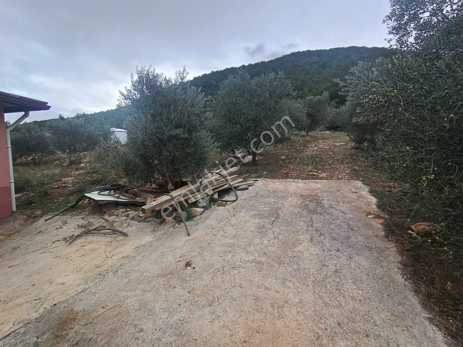 Muğla Menteşe Dağdibinde 27 Dönüm İçinde Evi Olan Tarla...acil - Görsel 14