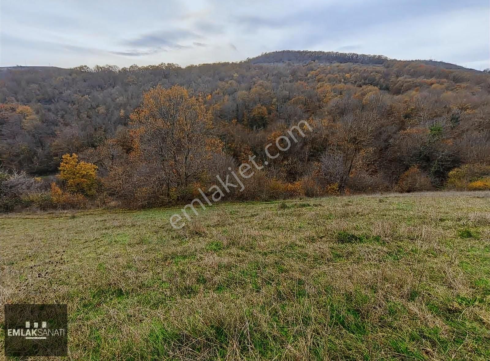 Kurugökçe' De 1854 M2 Orman Ve Kadastro Yoluna Cephe Arazi - Görsel 5