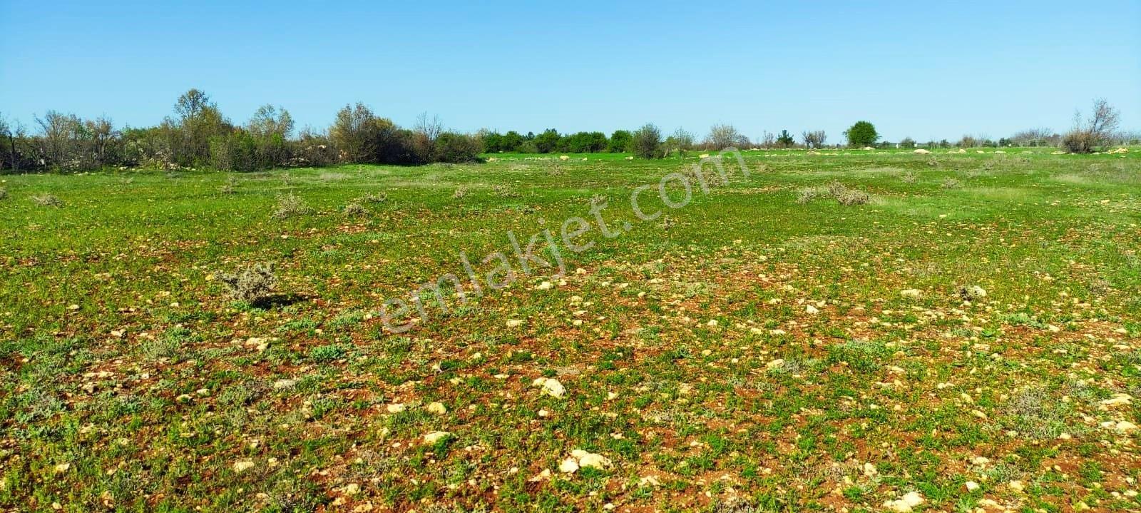 Kula'da Satılık 14250 M2 Düz Tarla (video) - Görsel 8