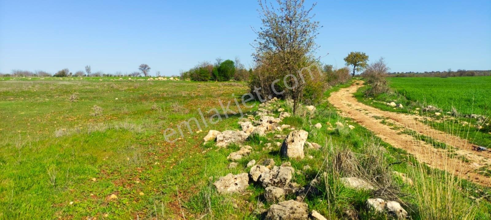 Kula'da Satılık 14250 M2 Düz Tarla (video) - Görsel 25