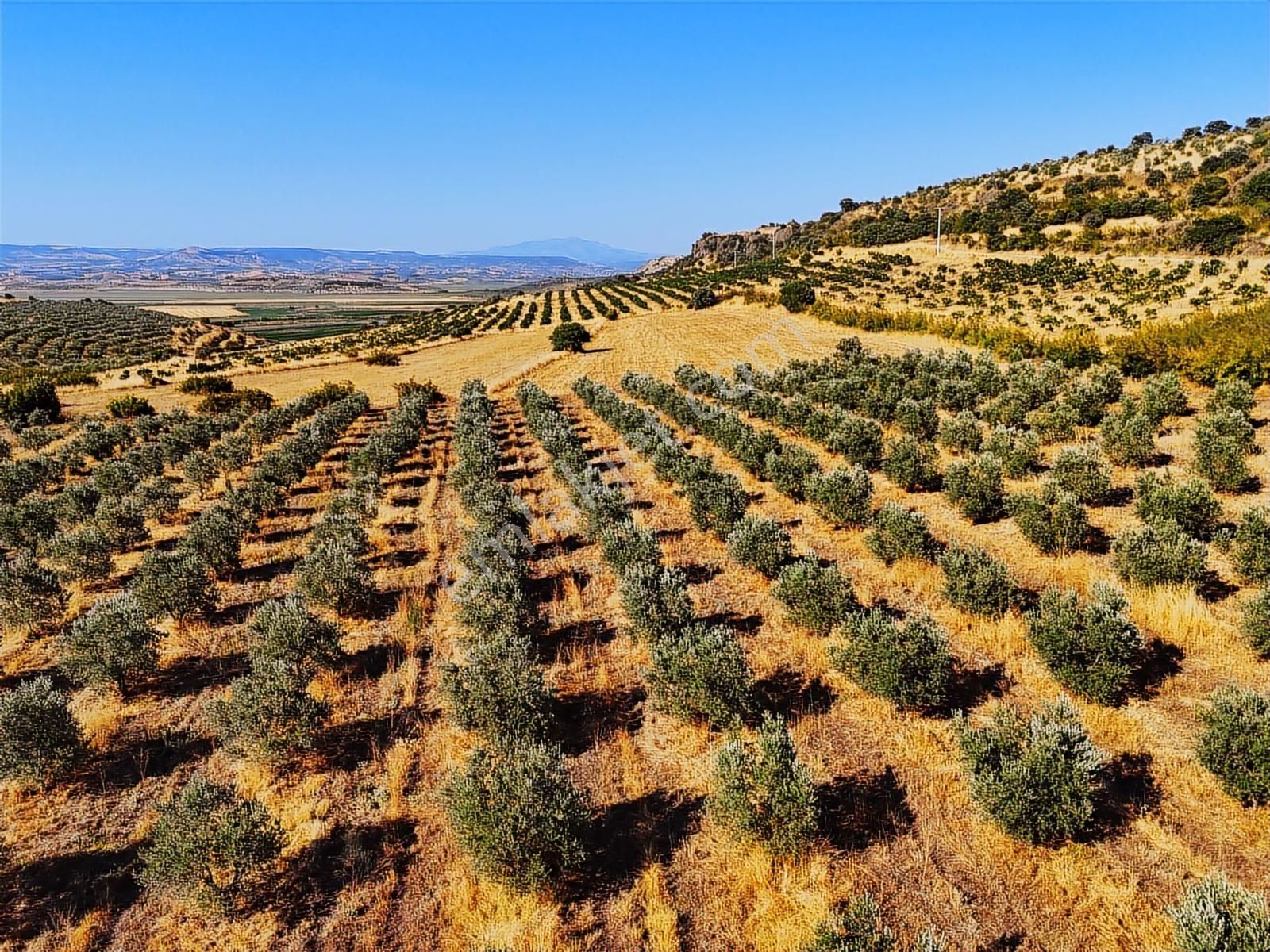 Salihli De Satılık 17286 M2 Sulu Zeytinlik (video) - Görsel 32