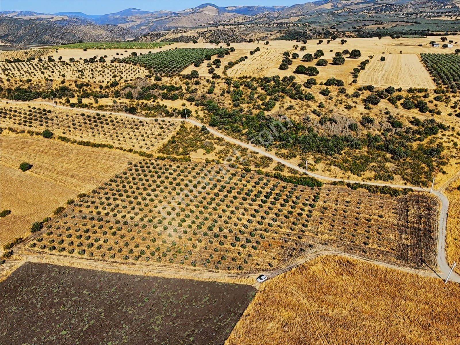 Salihli De Satılık 17286 M2 Sulu Zeytinlik (video) - Görsel 8