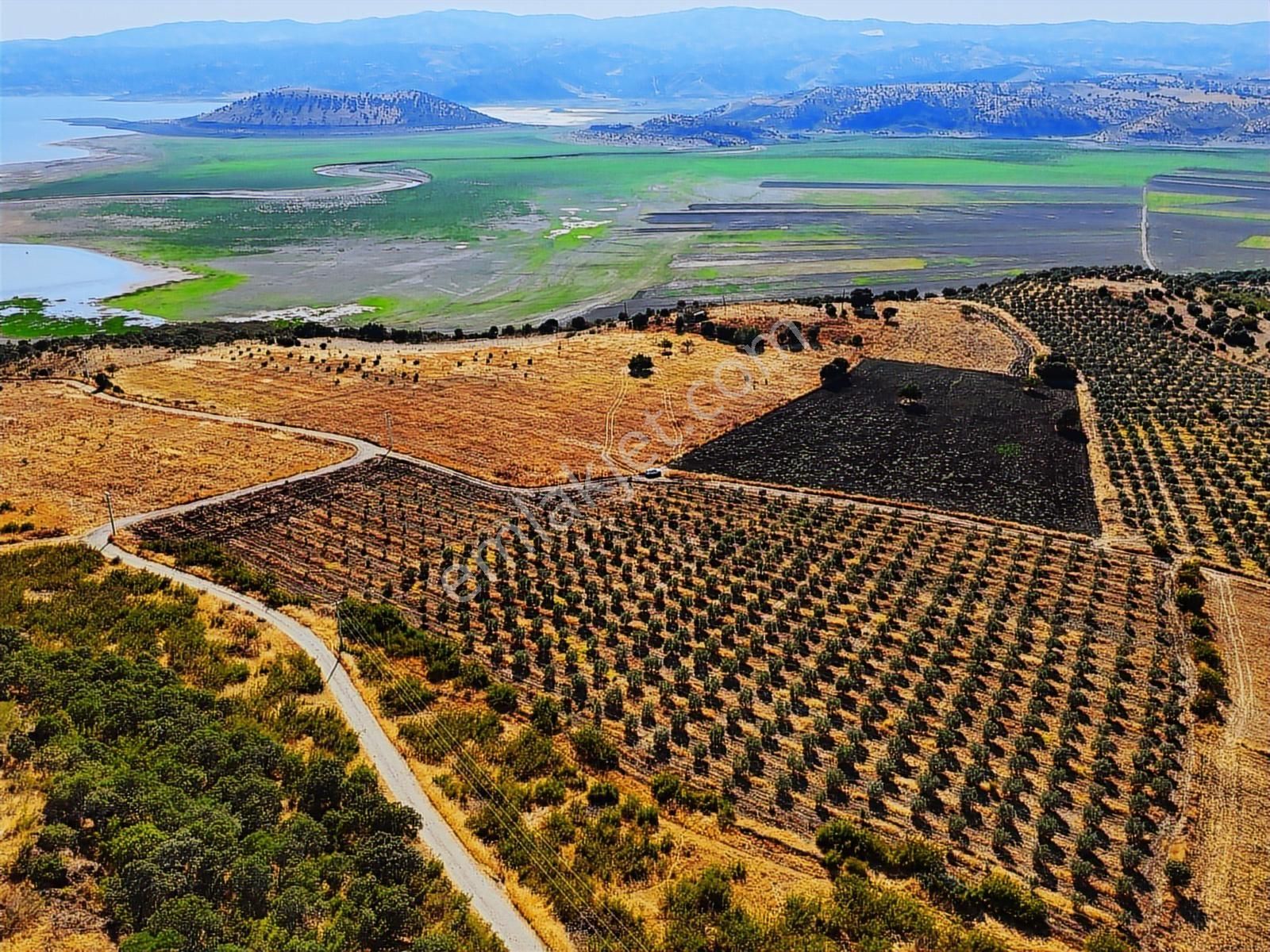 Salihli De Satılık 17286 M2 Sulu Zeytinlik (video) - Görsel 11