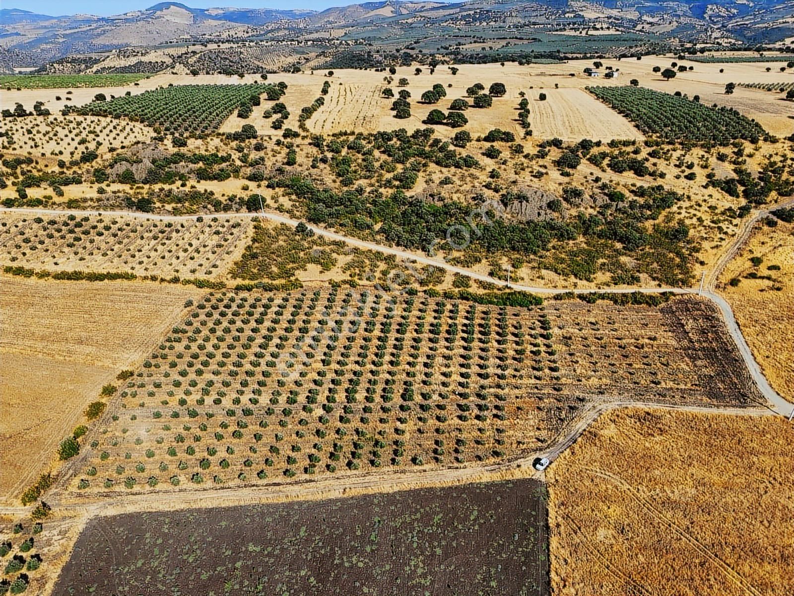 Salihli De Satılık 17286 M2 Sulu Zeytinlik (video) - Görsel 34