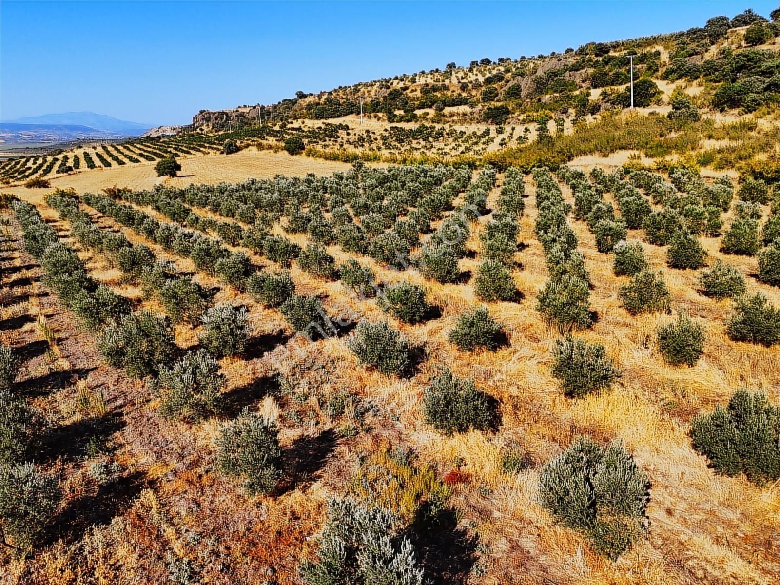 Salihli De Satılık 17286 M2 Sulu Zeytinlik (video) - Görsel 12