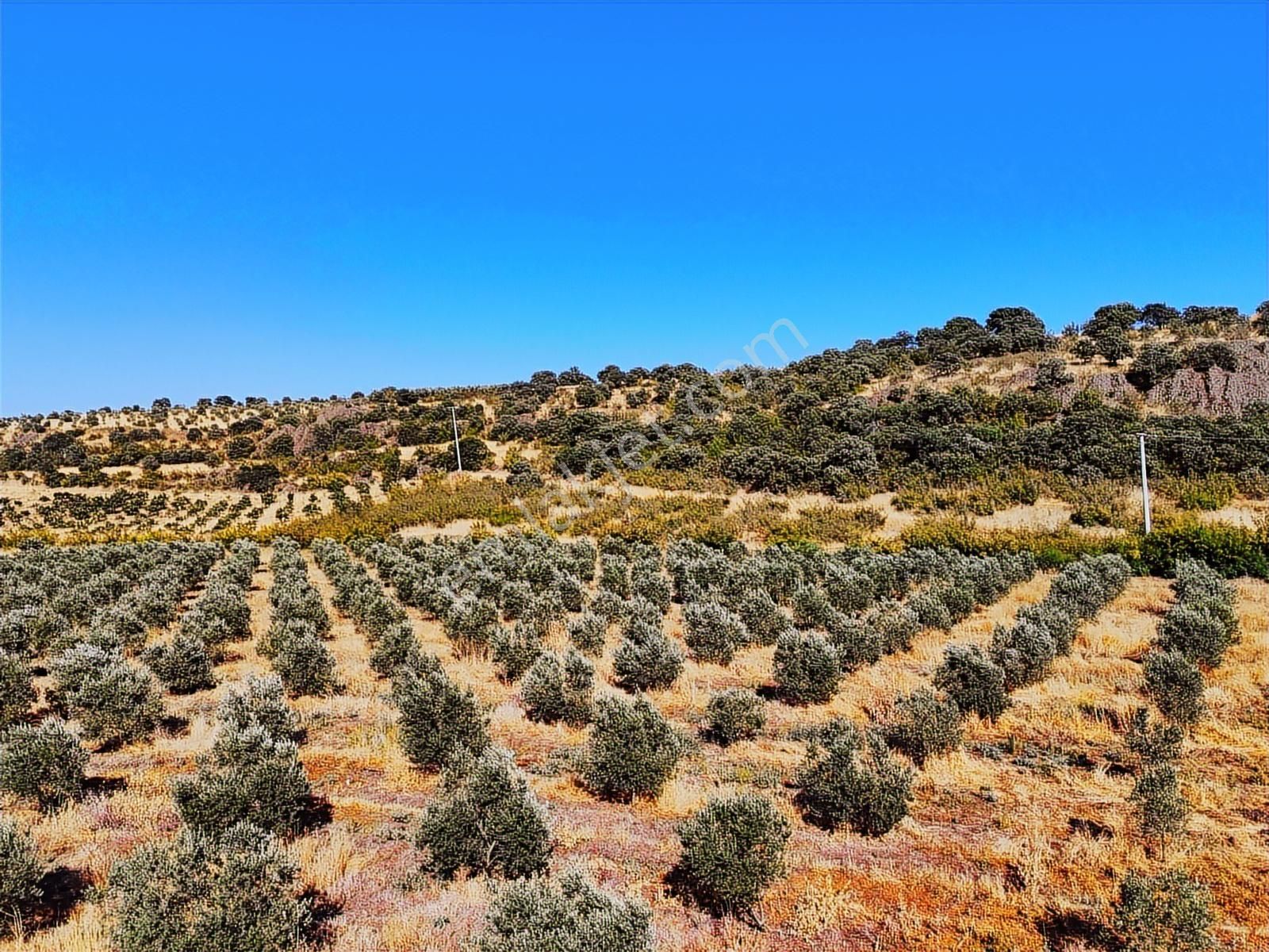 Salihli De Satılık 17286 M2 Sulu Zeytinlik (video) - Görsel 6