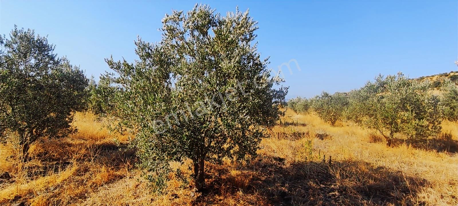 Salihli De Satılık 17286 M2 Sulu Zeytinlik (video) - Görsel 18