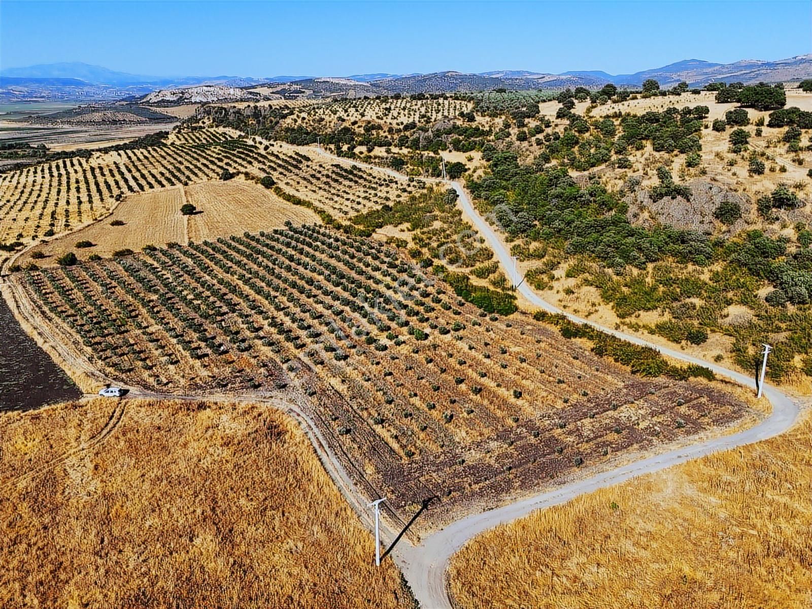 Salihli De Satılık 17286 M2 Sulu Zeytinlik (video) - Görsel 9