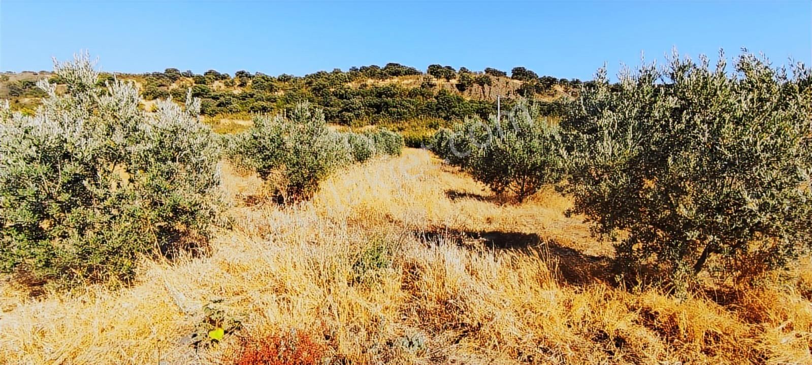 Salihli De Satılık 17286 M2 Sulu Zeytinlik (video) - Görsel 35
