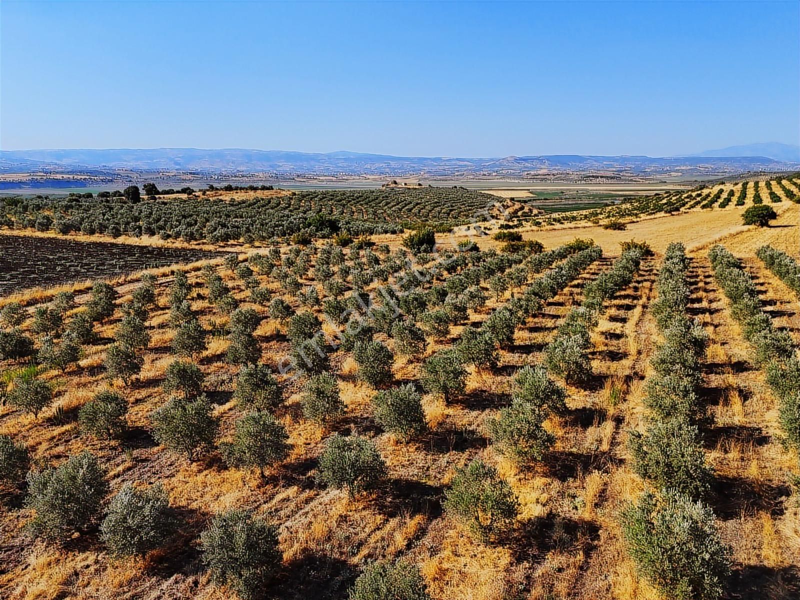 Salihli De Satılık 17286 M2 Sulu Zeytinlik (video) - Görsel 15