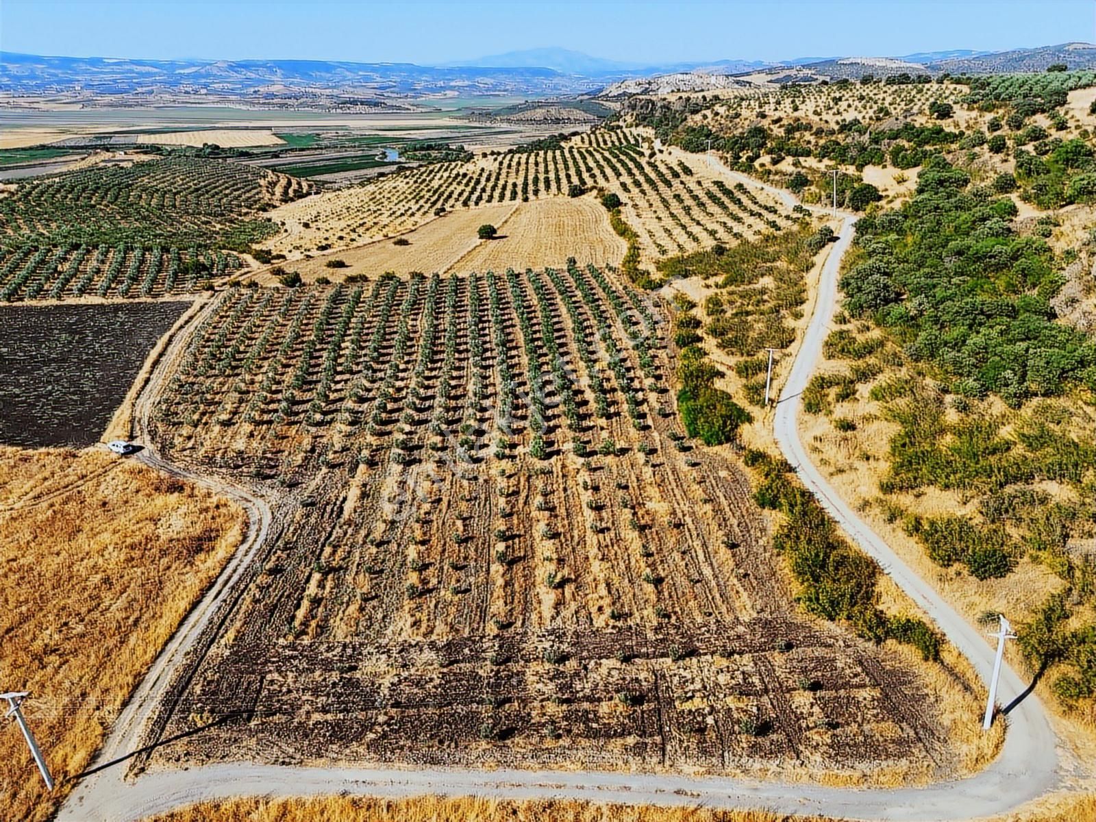 Salihli De Satılık 17286 M2 Sulu Zeytinlik (video) - Görsel 31