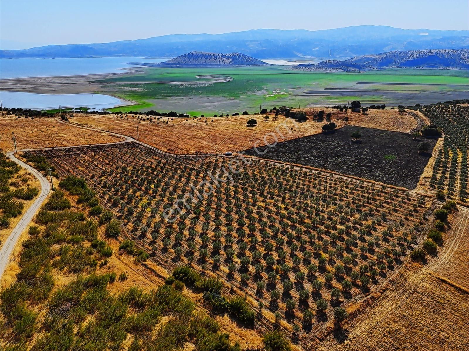Salihli De Satılık 17286 M2 Sulu Zeytinlik (video) - Görsel 14