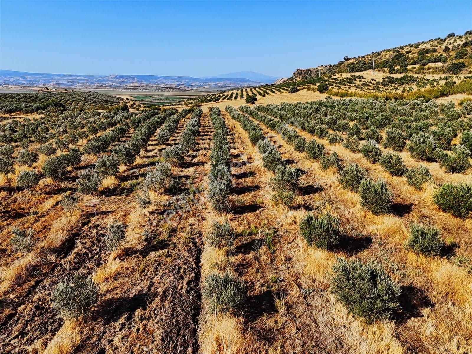 Salihli De Satılık 17286 M2 Sulu Zeytinlik (video) - Görsel 4