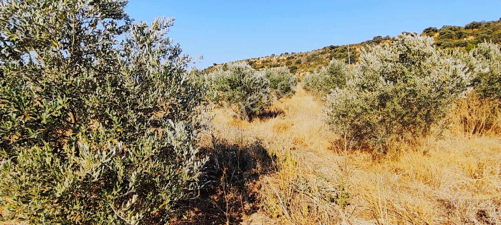 Salihli De Satılık 17286 M2 Sulu Zeytinlik (video) - Görsel 25
