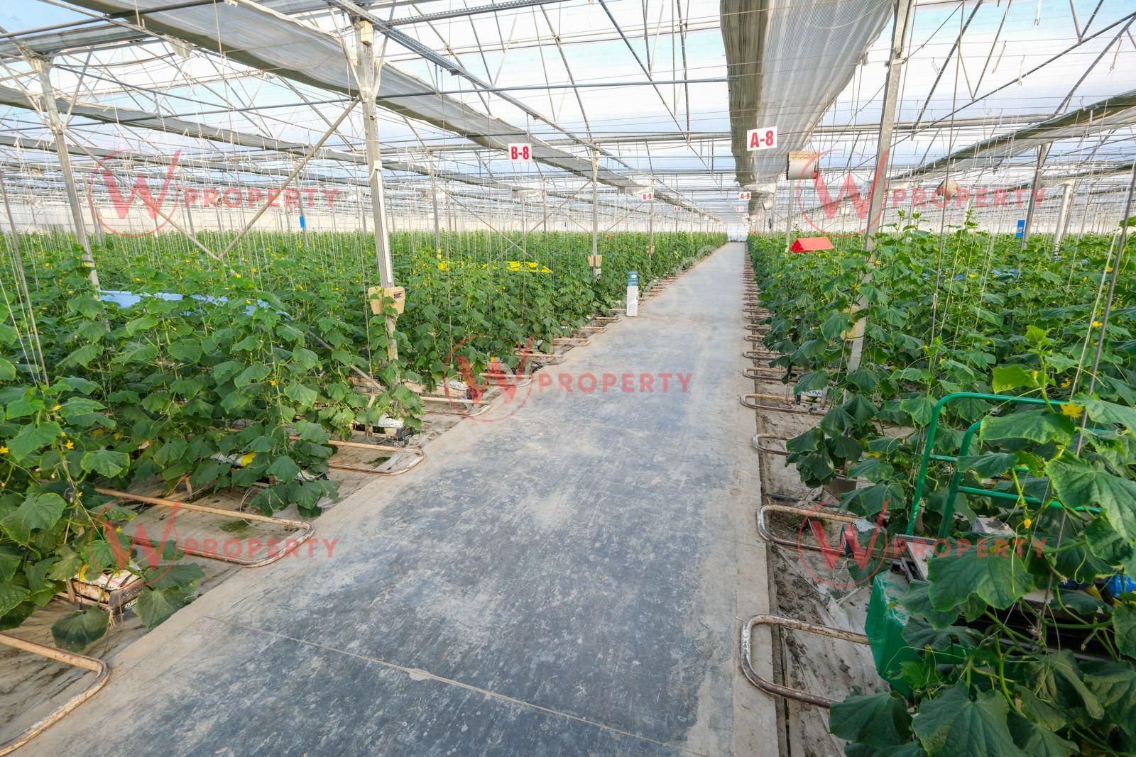 W Property 37.155 M2 Yüksek Teknolojik Topraksız Tarım Serası - Görsel 5