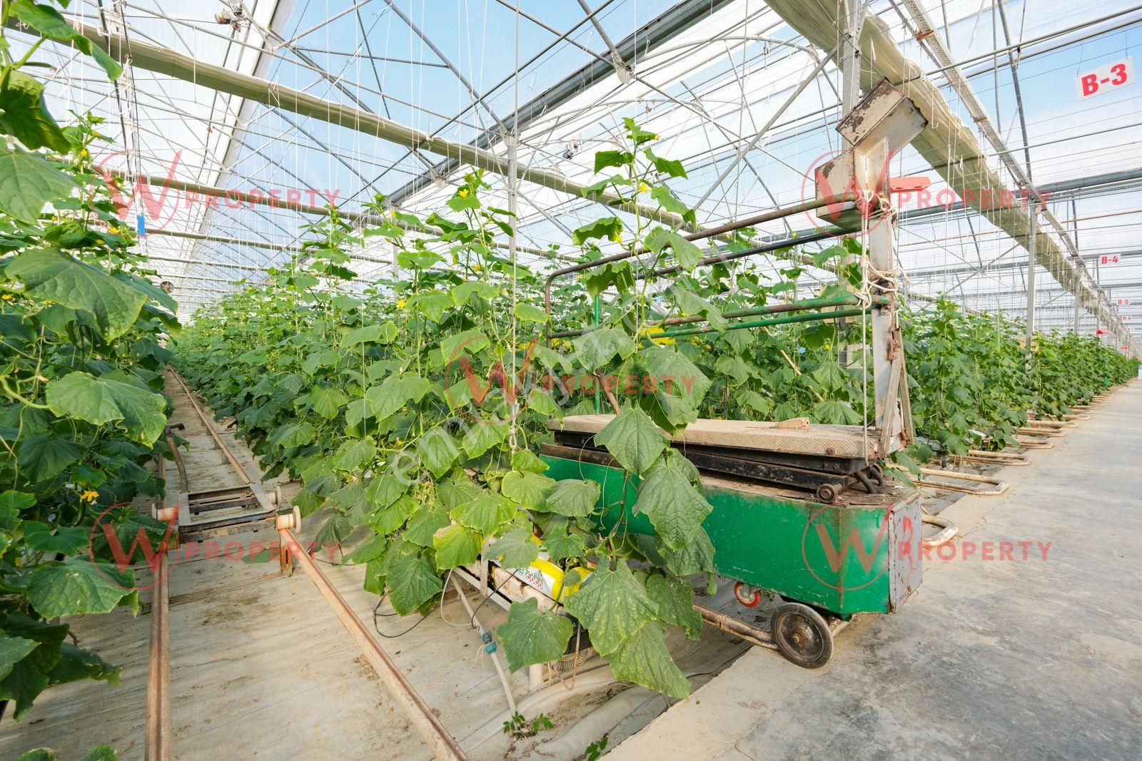 W Property 37.155 M2 Yüksek Teknolojik Topraksız Tarım Serası - Görsel 9