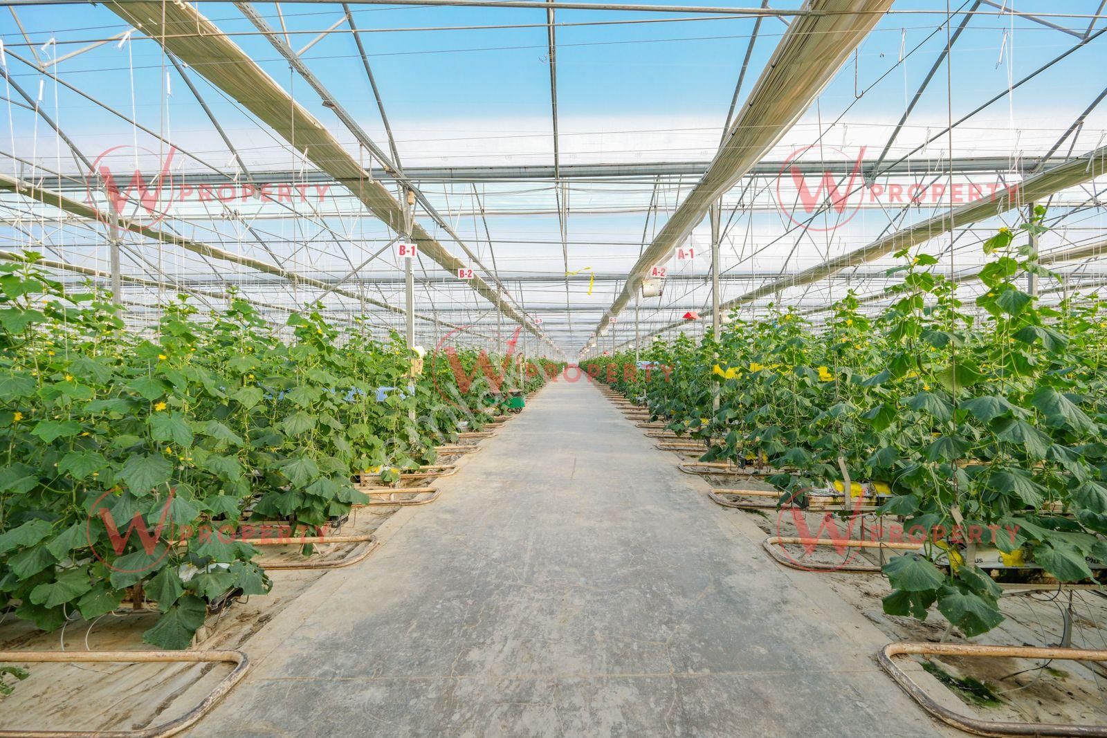 W Property 37.155 M2 Yüksek Teknolojik Topraksız Tarım Serası - Görsel 3