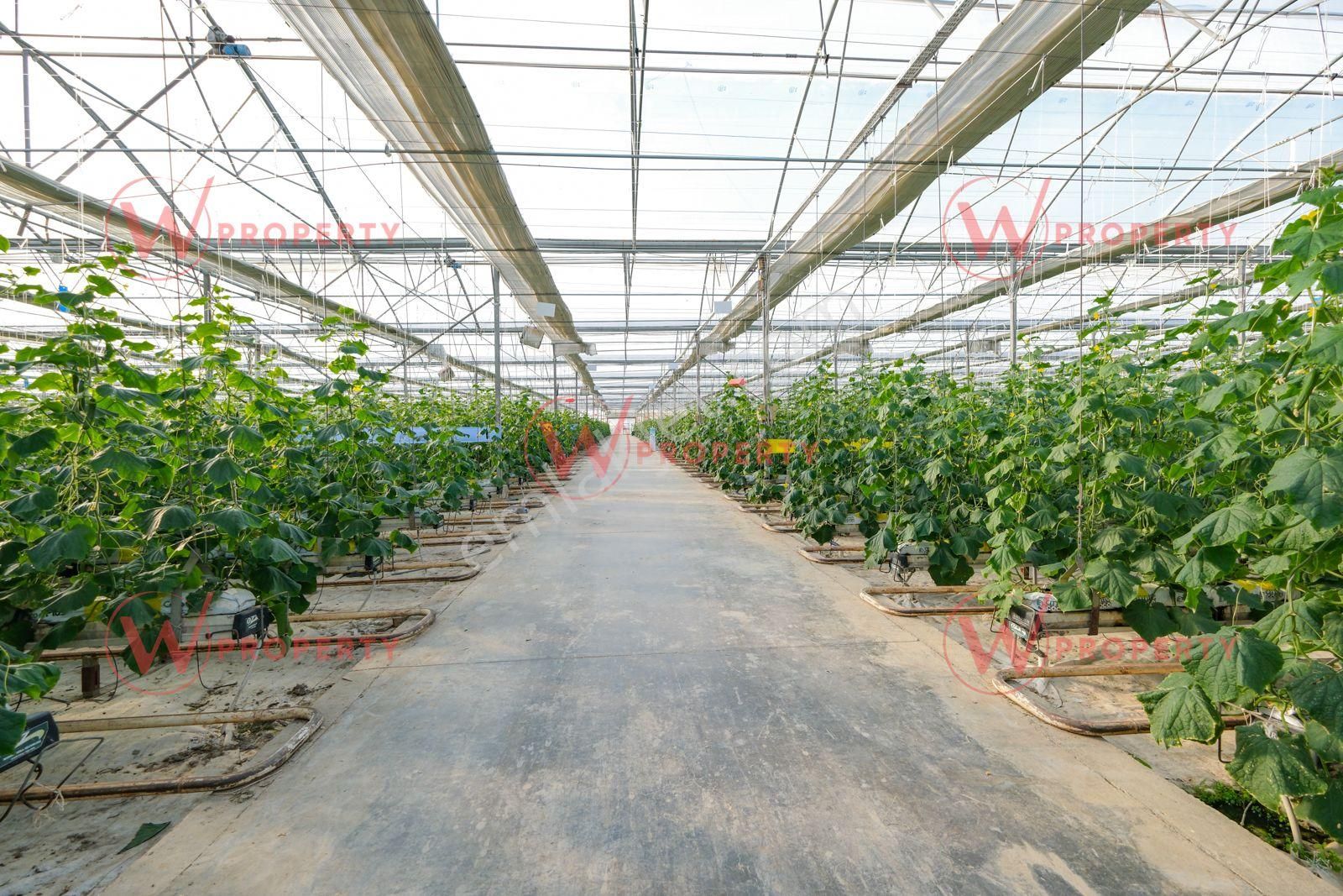 W Property 37.155 M2 Yüksek Teknolojik Topraksız Tarım Serası - Görsel 16