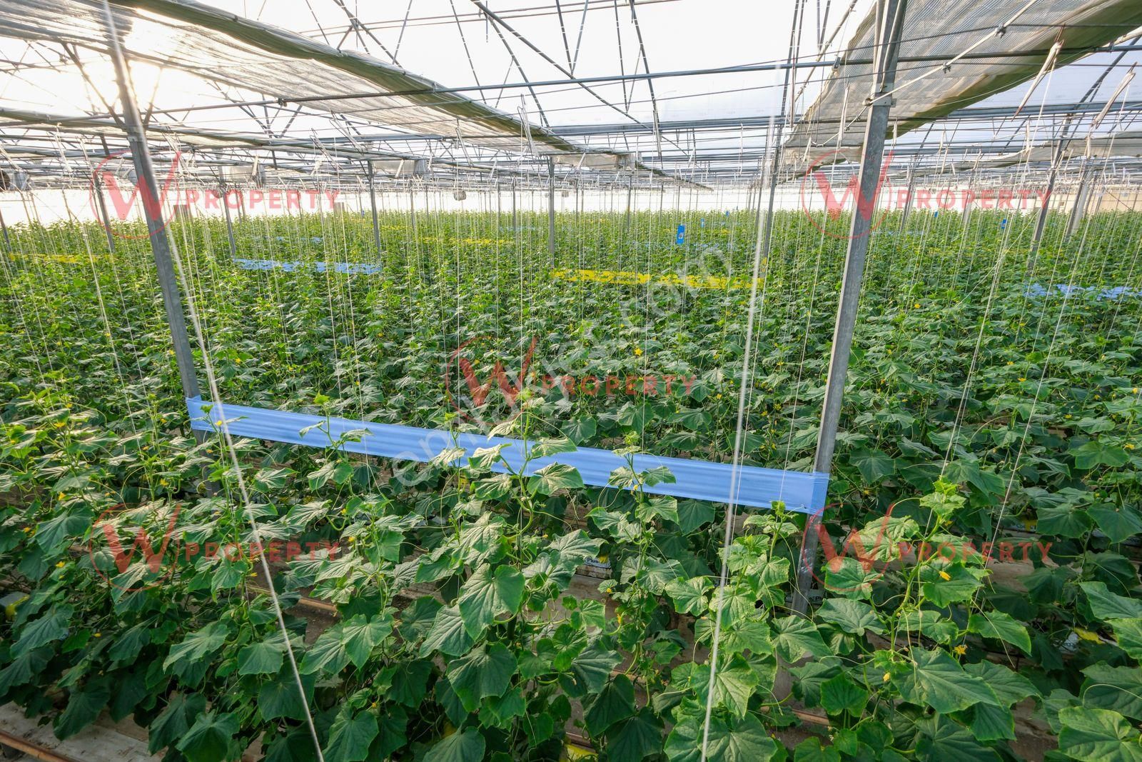 W Property 37.155 M2 Yüksek Teknolojik Topraksız Tarım Serası - Görsel 8