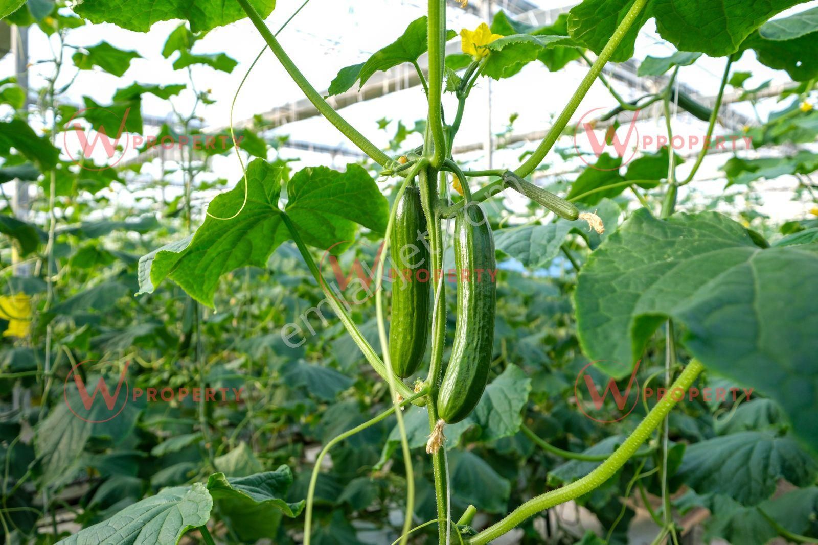 W Property 37.155 M2 Yüksek Teknolojik Topraksız Tarım Serası - Görsel 11