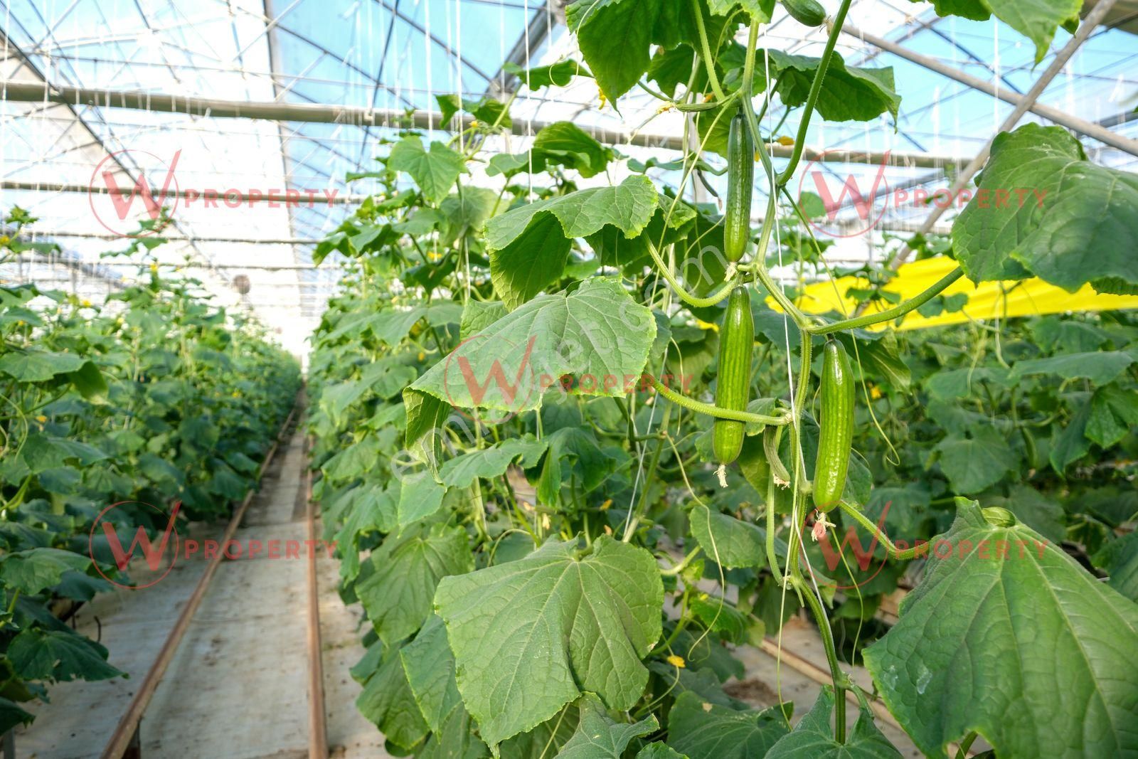 W Property 37.155 M2 Yüksek Teknolojik Topraksız Tarım Serası - Görsel 10