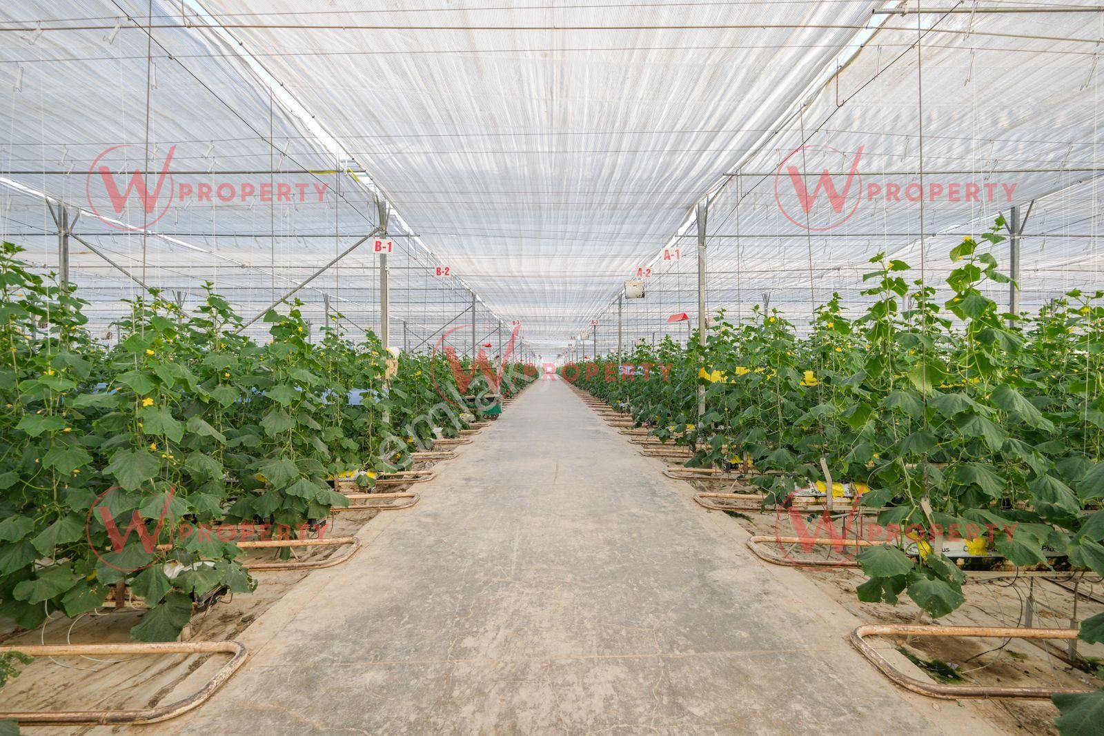 W Property 37.155 M2 Yüksek Teknolojik Topraksız Tarım Serası - Görsel 4