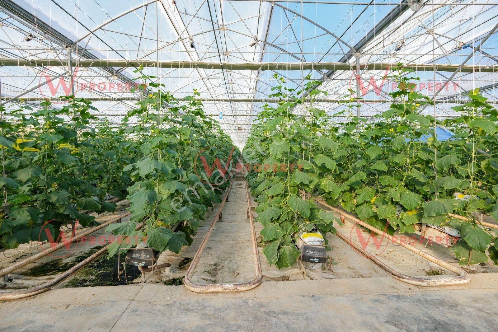 W Property 37.155 M2 Yüksek Teknolojik Topraksız Tarım Serası - Görsel 15
