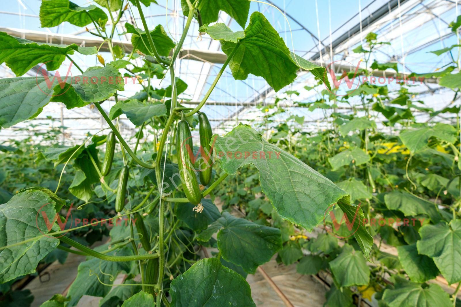 W Property 37.155 M2 Yüksek Teknolojik Topraksız Tarım Serası - Görsel 14