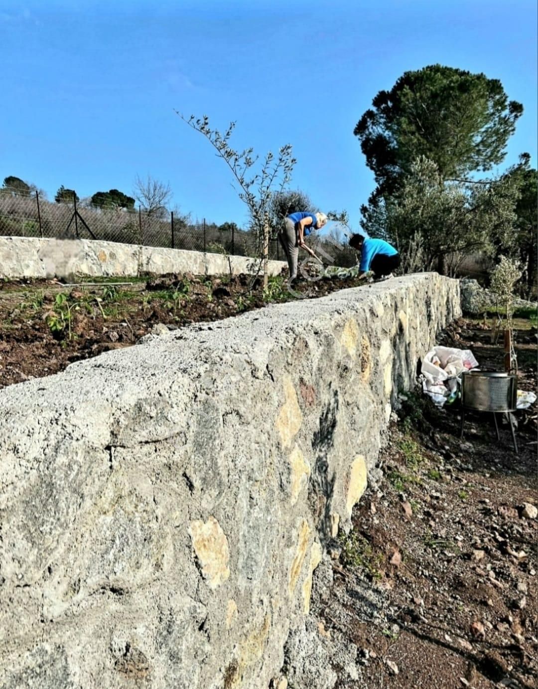 İzmir Dikili Kocaoba Köyü'nde Satılık Bakımlı&verimli Zeytinlik - Görsel 34