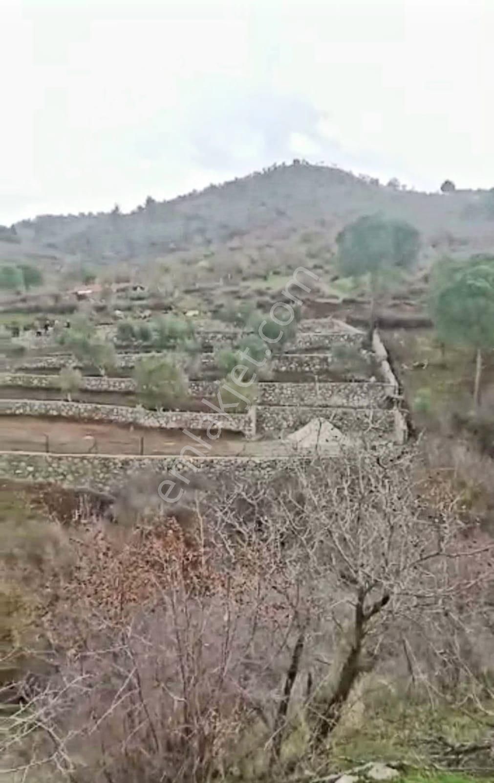 İzmir Dikili Kocaoba Köyü'nde Satılık Bakımlı&verimli Zeytinlik - Görsel 5