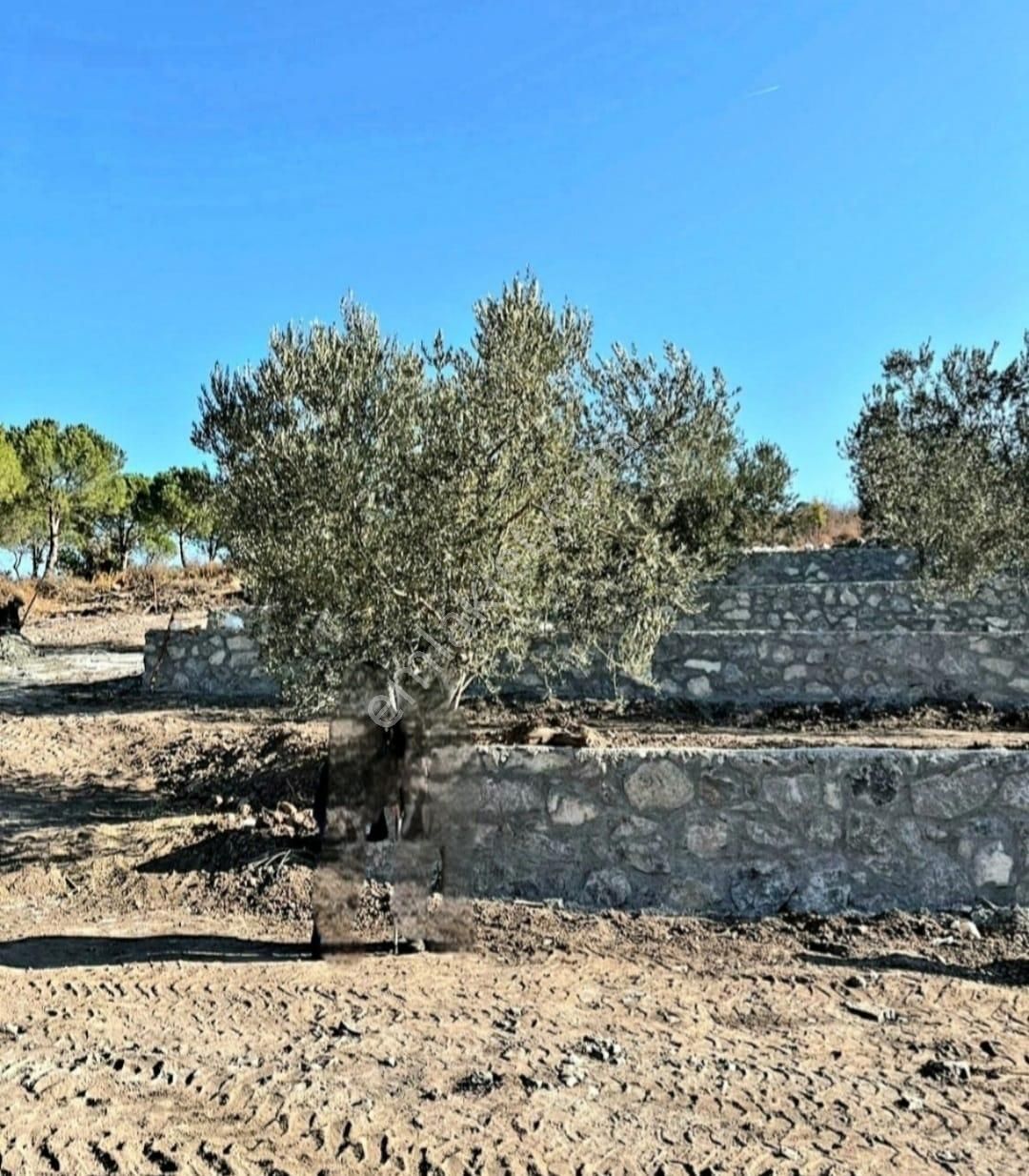 İzmir Dikili Kocaoba Köyü'nde Satılık Bakımlı&verimli Zeytinlik - Görsel 32