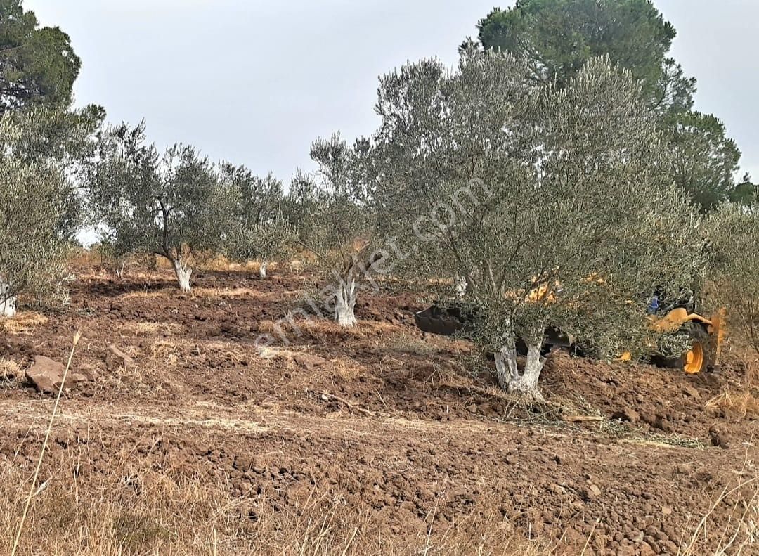 İzmir Dikili Kocaoba Köyü'nde Satılık Bakımlı&verimli Zeytinlik - Görsel 26