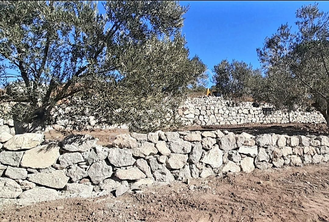 İzmir Dikili Kocaoba Köyü'nde Satılık Bakımlı&verimli Zeytinlik - Görsel 22