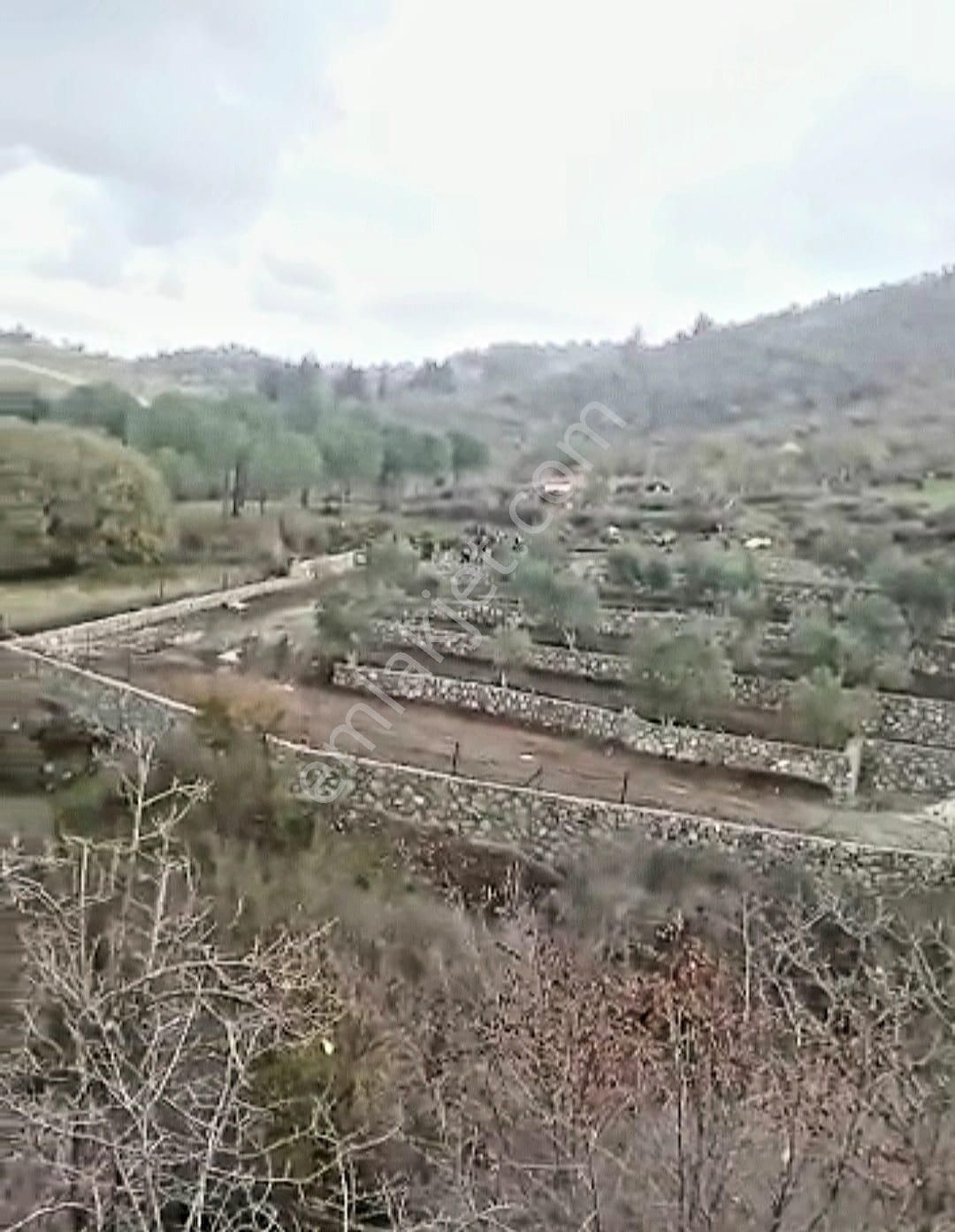 İzmir Dikili Kocaoba Köyü'nde Satılık Bakımlı&verimli Zeytinlik - Görsel 2