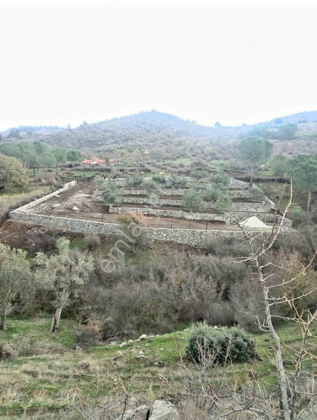 İzmir Dikili Kocaoba Köyü'nde Satılık Bakımlı&verimli Zeytinlik - Görsel 15