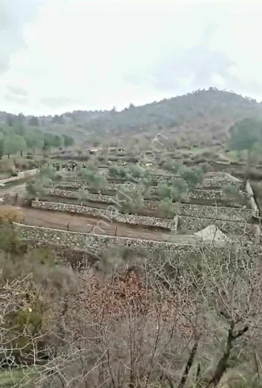 İzmir Dikili Kocaoba Köyü'nde Satılık Bakımlı&verimli Zeytinlik - Görsel 13