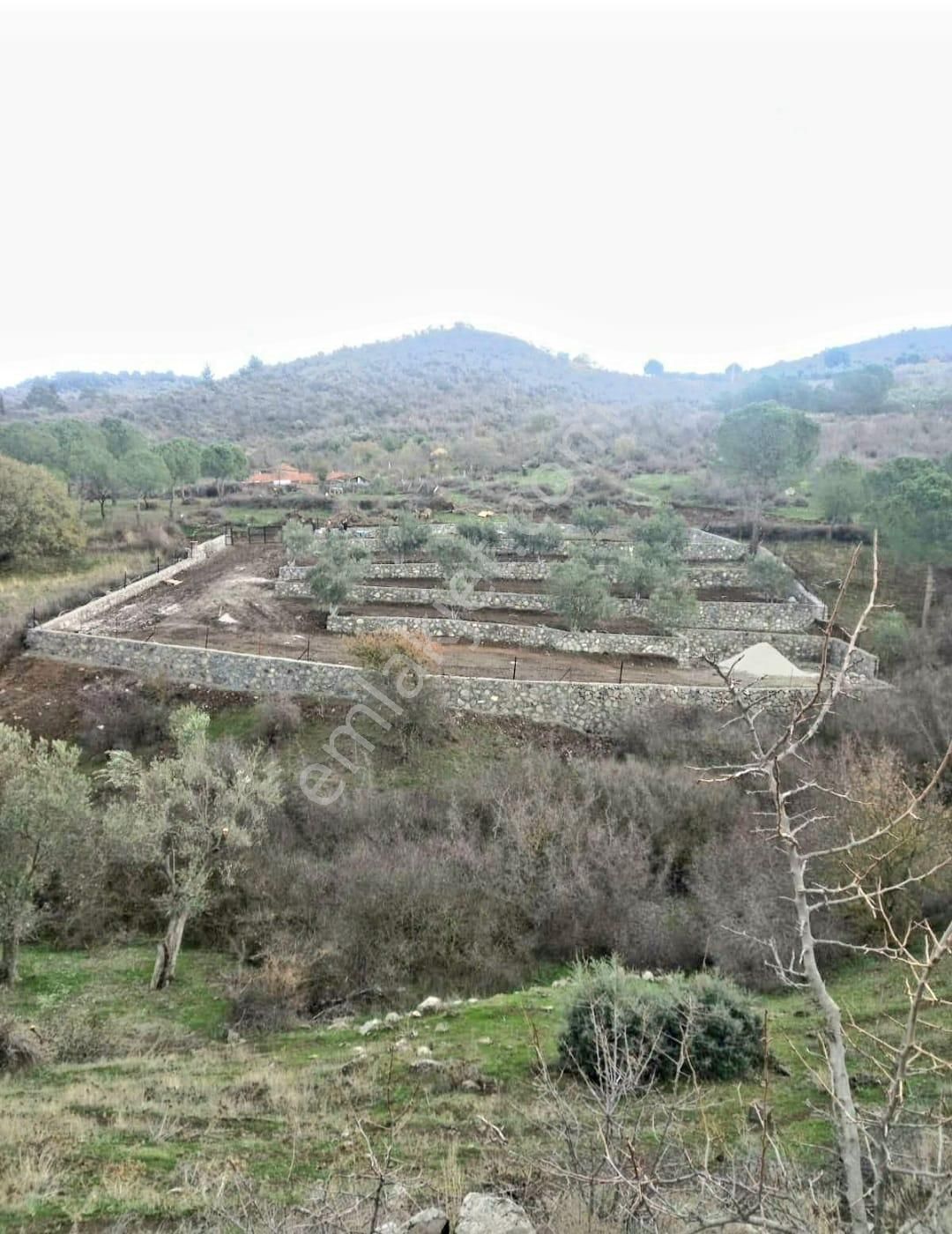 İzmir Dikili Kocaoba Köyü'nde Satılık Bakımlı&verimli Zeytinlik - Görsel 14