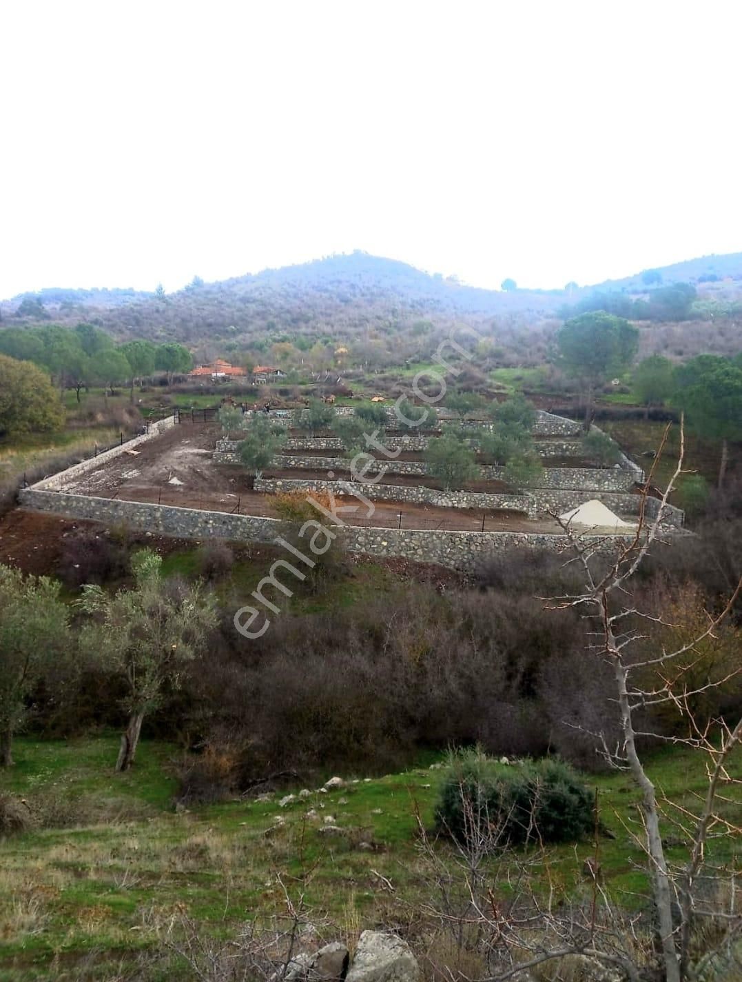 İzmir Dikili Kocaoba Köyü'nde Satılık Bakımlı&verimli Zeytinlik - Görsel 6