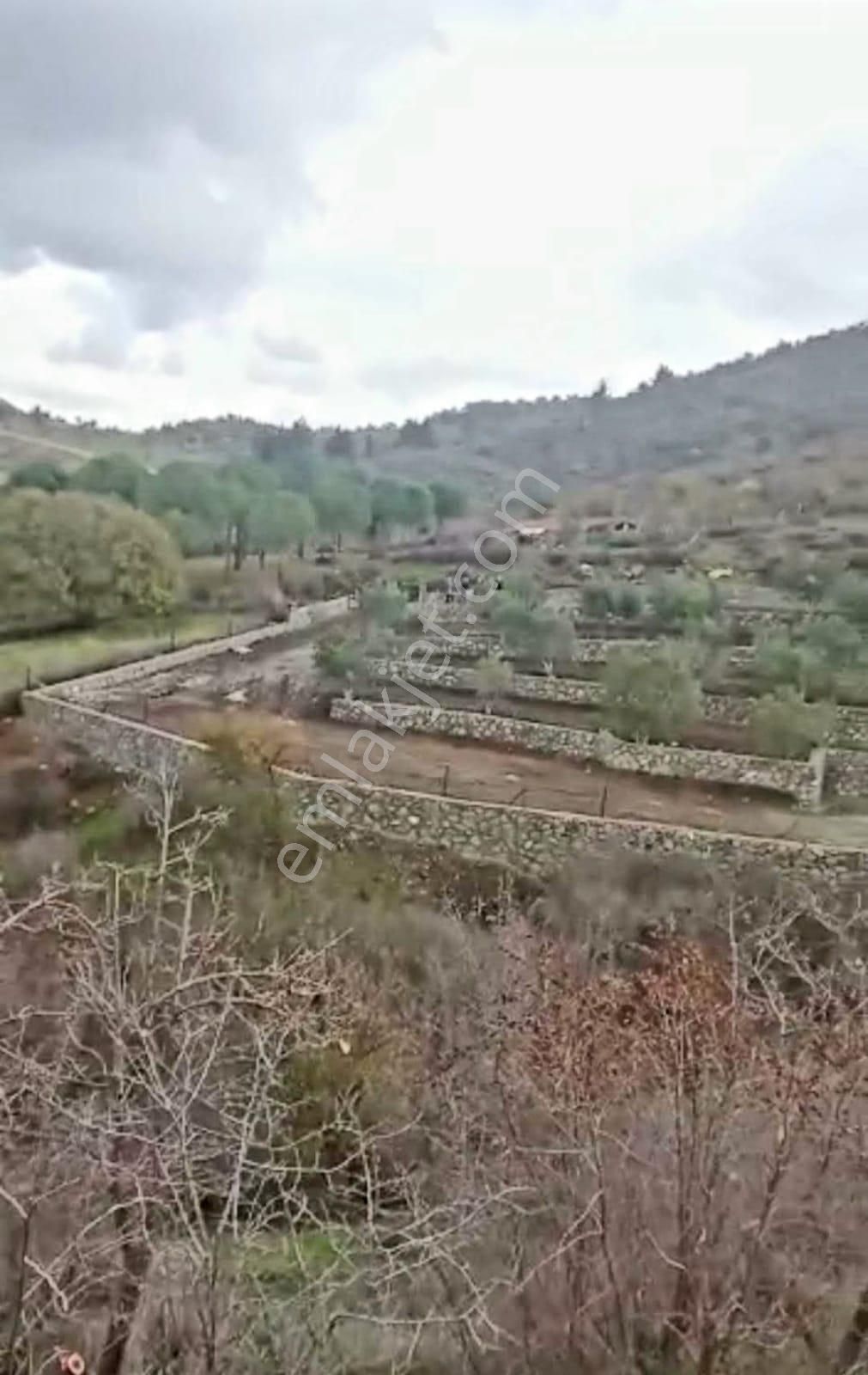 İzmir Dikili Kocaoba Köyü'nde Satılık Bakımlı&verimli Zeytinlik - Görsel 7