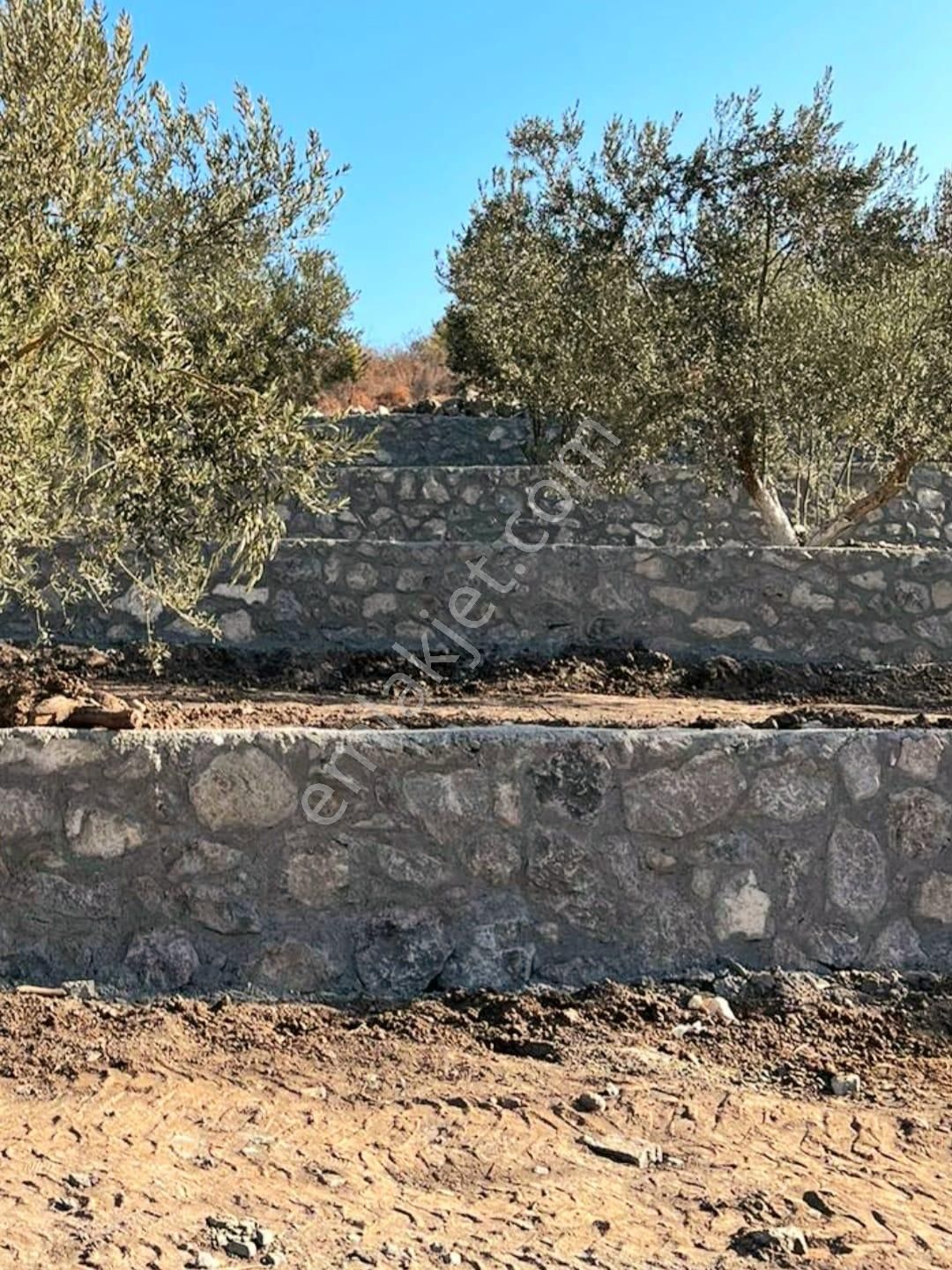 İzmir Dikili Kocaoba Köyü'nde Satılık Bakımlı&verimli Zeytinlik - Görsel 18