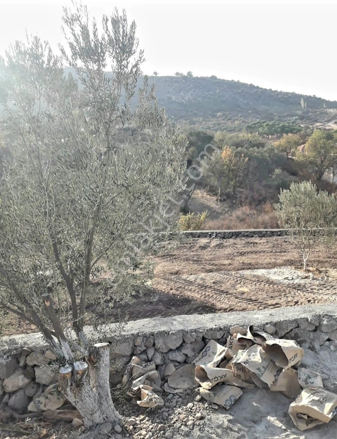 İzmir Dikili Kocaoba Köyü'nde Satılık Bakımlı&verimli Zeytinlik - Görsel 28