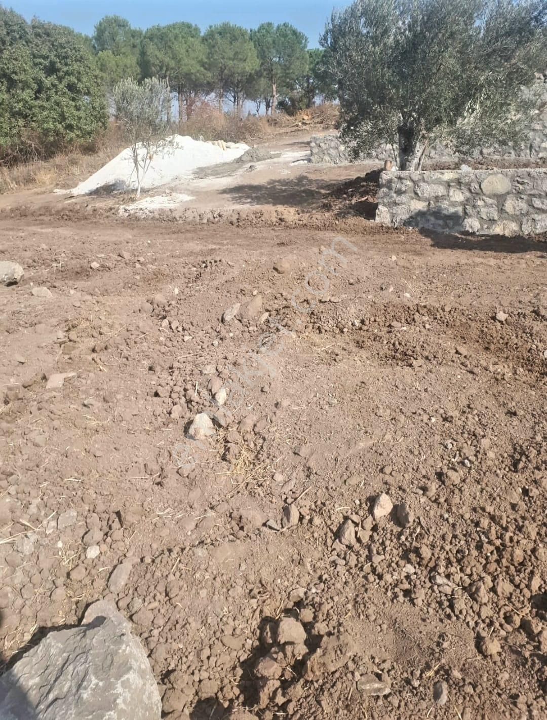 İzmir Dikili Kocaoba Köyü'nde Satılık Bakımlı&verimli Zeytinlik - Görsel 19