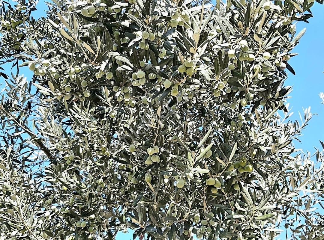 İzmir Dikili Kocaoba Köyü'nde Satılık Bakımlı&verimli Zeytinlik