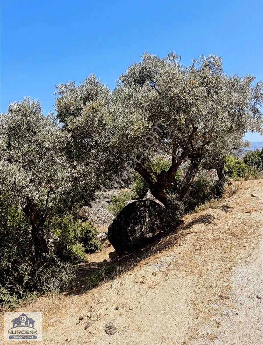 Aydın Karpuzlu Koğuk 3100m2 87 Adet Zeytınağaclı Zeytinlik