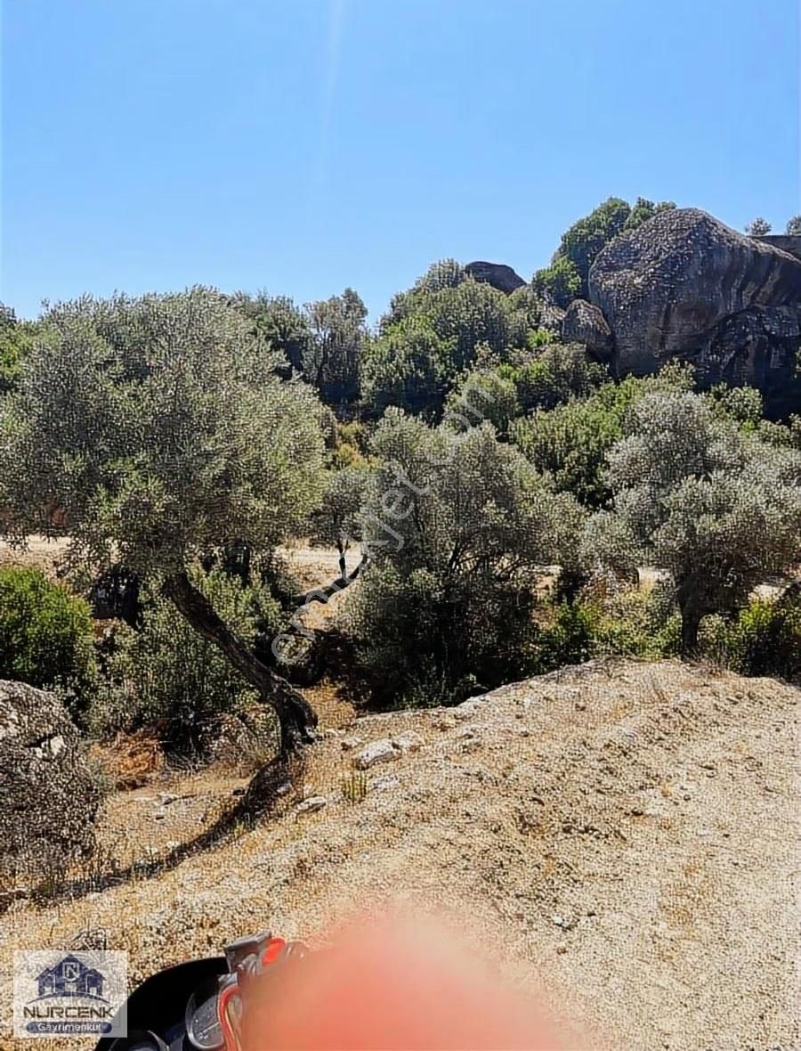 Aydın Karpuzlu Koğuk 3100m2 87 Adet Zeytınağaclı Zeytinlik - Görsel 3