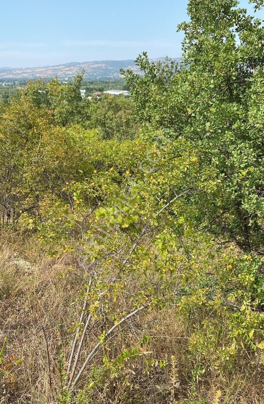 Bursa İnegöl Hamamlı Köyünde 1.400m2 80m2 İmara Girmiş İnegöl İçi Ev Takaslı Satılık Tarla - Görsel 3