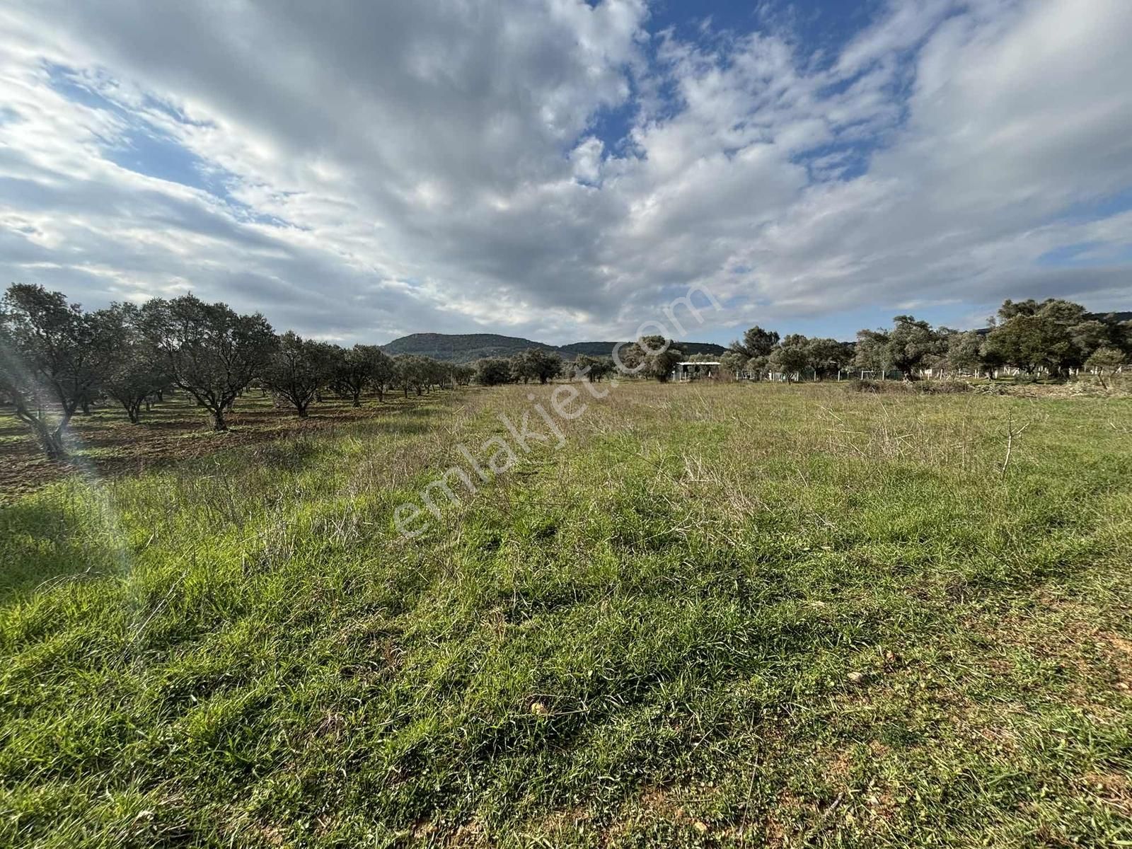Torbalı Çapak'ta Satılık 5000 M2 Tarla Elektrik Su Dibinde - Görsel 1