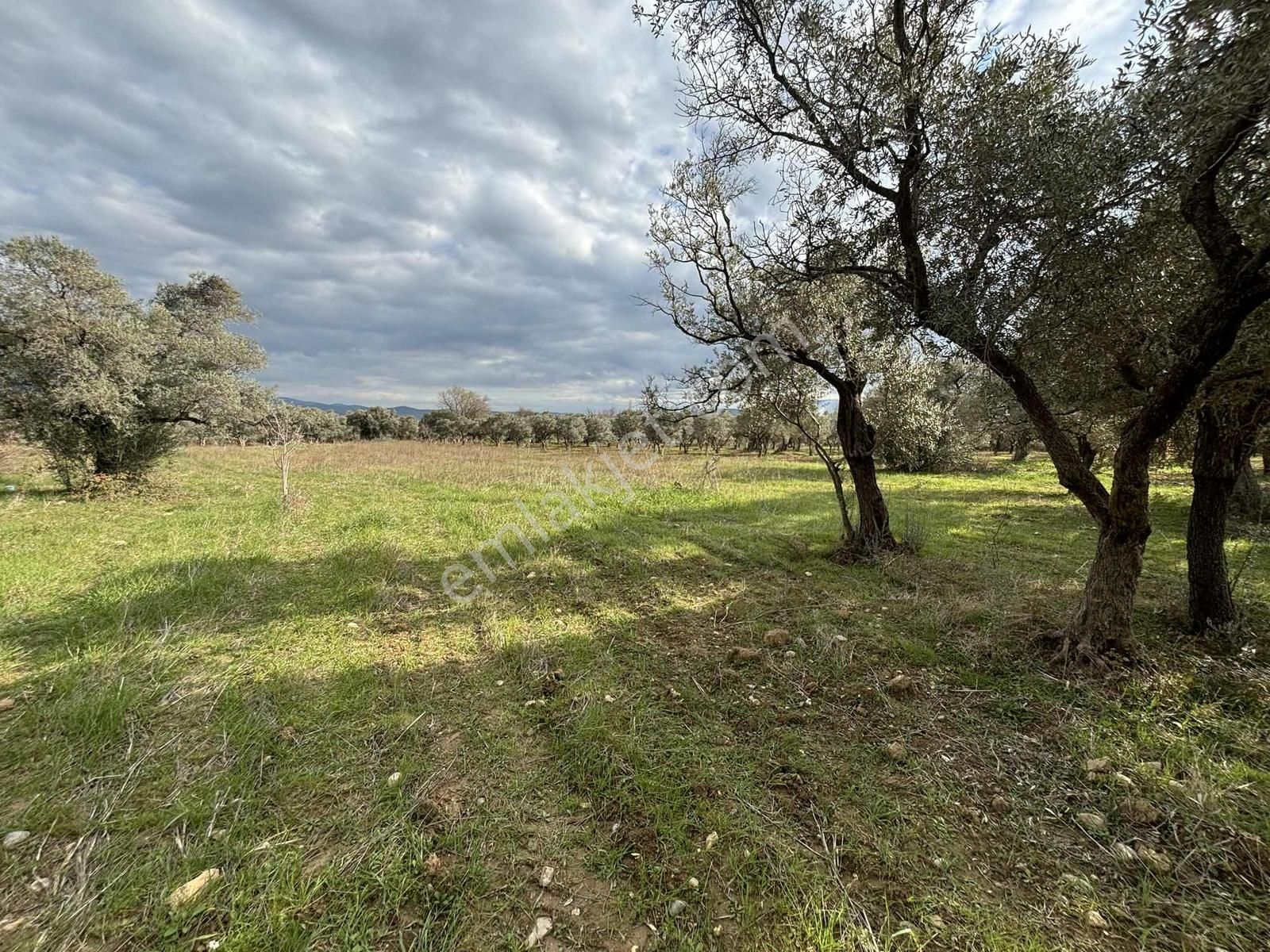 Torbalı Çapak'ta Satılık 5000 M2 Tarla Elektrik Su Dibinde - Görsel 8