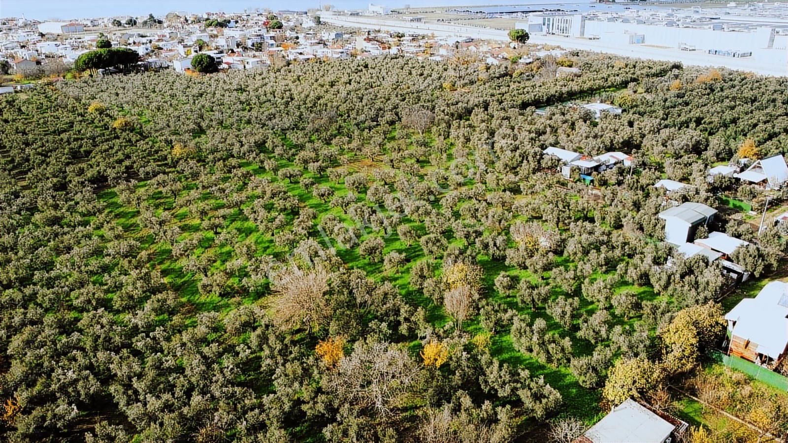Gemlik/gençali Köyünde Harika Konumda Projeli 924m2 Tarla - Görsel 2